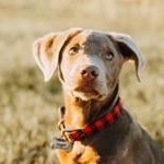 Profile Picture of Bennett (@bennett_thesilverlab) on Instagram
