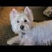 Profile Picture of Grandy93 (@grandy93) on Youtube