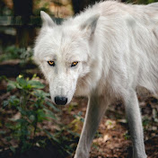 Profile Picture of Caleb Collins (@CalebCollins-n3k) on Youtube