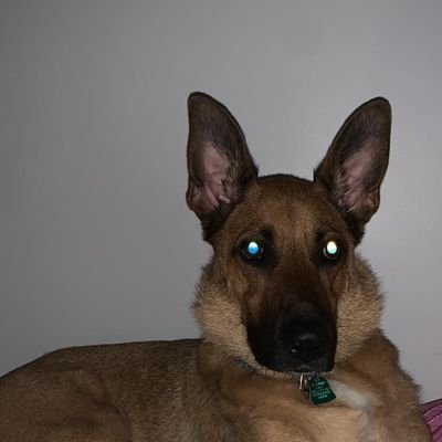 Profile Picture of Larry Marks, DMD (@DrLarryMarks) on Twitter