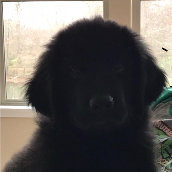 Profile Picture of Tina Linder (@tclndr) on Poshmark