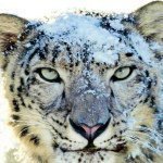 Profile Picture of Lorna Conley (@lorna_conley) on Instagram