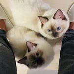 Profile Picture of Mia & Luna (@mia_x_luna) on Instagram