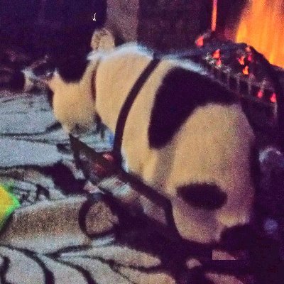 Profile Picture of David  🏳️‍🌈 🇬🇧 (@cordeiro876) on Twitter