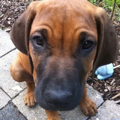 Profile Picture of Diana Engelhardt (@diana100179) on Twitter