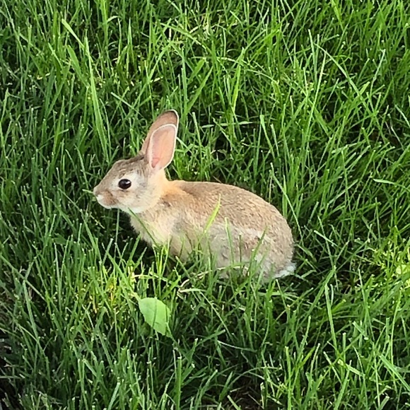 Profile Picture of Madison Foreman (@madaloons) on Poshmark