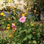 Profile Picture of Rupinder Chatha (@rimpy.kairi) on Instagram