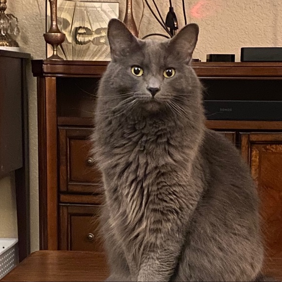 Profile Picture of Danielle Fjellstrom (@daniellehelm917) on Poshmark