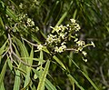 Profile Picture of Geijeraon Wikipedia