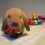 Profile Picture of thomasthehoneybun (@thomasthehoneybun) on Instagram