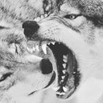 Profile Picture of Steve Brody (@stevebandit6) on Instagram
