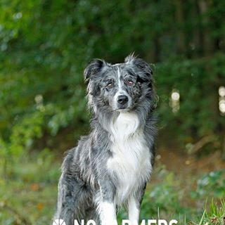 Profile Picture of Spencer Hastedt (@spencer.australianshepherd) on Facebook