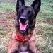 Profile Picture of Amanda Kohring (@kohringk9) on Pinterest