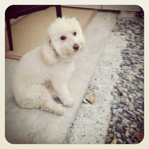 Profile Picture of Priscilla Bellotto (@duckygirl) on Poshmark