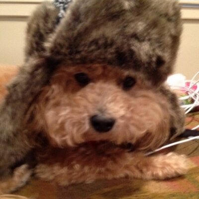 Profile Picture of Lori Rosenthal (@lasrros) on Twitter