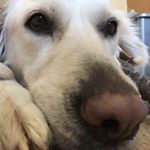 Profile Picture of Bertie (@bertie_woofster_bonner) on Instagram