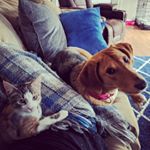 Profile Picture of Kirby and Stella (@kirbykittyandstella) on Instagram