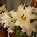 Profile Picture of Jan Lloyd (@janlloyd49) on Instagram