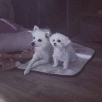 Profile Picture of 안녕, 우린 포금 (@podo._.sogeum) on Instagram
