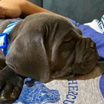 Profile Picture of Erika Espinoza-Bloomgren (@bettis_primetime_cane_corso) on Instagram