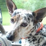 Brad Ivens - Instagram Profile Picture of Brad Ivens (@ivensbrad) on Instagram