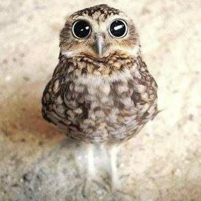 Profile Picture of Marion Bee (@@bb_marion) on Twitter