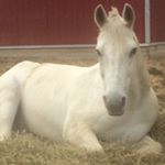 Profile Picture of Chance (@chance_tori_awesome) on Instagram