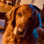 Profile Picture of David DeWees (@dave.dewees) on Instagram