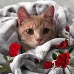 Profile Picture of Joy Cleary (@joycleary41) on Instagram