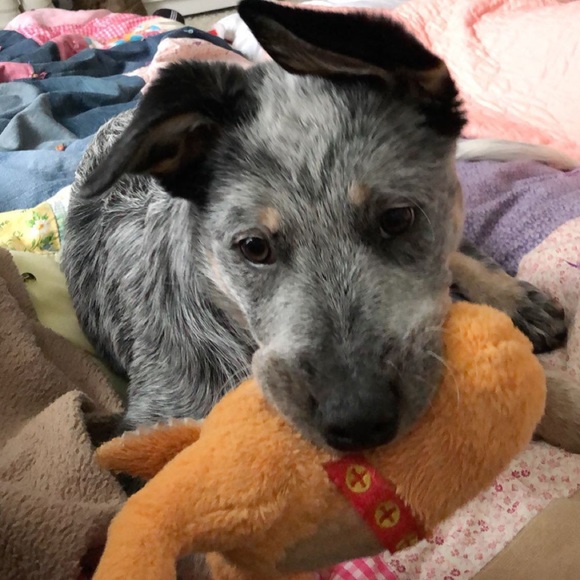 Trevor Stevens - Poshmark Profile Picture of Trevor Stevens (@bauer8) on Poshmark