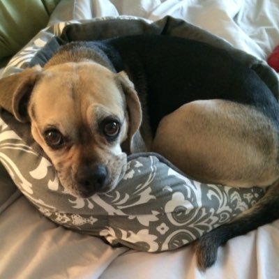 Profile Picture of Mandy Davis (@MandyThePuggle) on Twitter