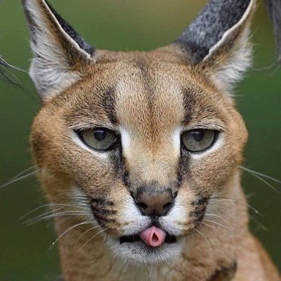 Profile Picture of Daniel Cerón (@danieleceron) on Twitter