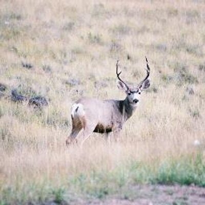 Profile Picture of Robert D Jimmerson (@@jimmerson_d) on Twitter