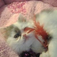 Crystal Welsh - Quora Profile Picture of Crystal Welsh (@crystal-welsh-2) on Quora