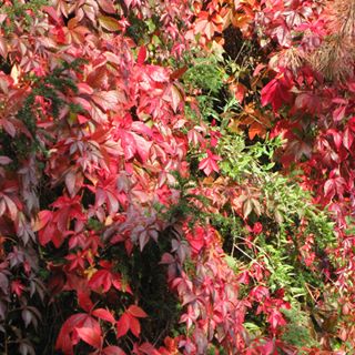 Profile Picture of Fran Palumbo (@franco.palumbo.12) on Facebook