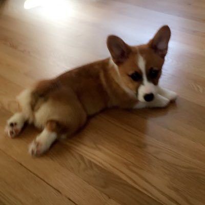 Profile Picture of Laura Bachmann (@LauraBachmann13) on Twitter