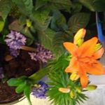 Profile Picture of Lisa Shuler (@lisa.shuler.33) on Instagram