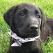 Profile Picture of Lillian Dougherty (@doughertylillian) on Pinterest