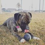 Profile Picture of Adam Beaudin (@mika_the_pitty) on Instagram