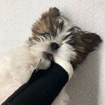 Profile Picture of lesser_shihtzu_rich (@lesser_shihtzu_rich) on Instagram
