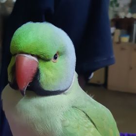 Profile Picture of Marshall Antiques (@irani48) on Pinterest