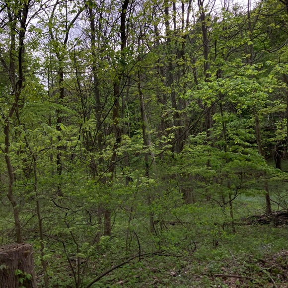 Profile Picture of Lily Pinchbeck (@lilypi252) on Poshmark