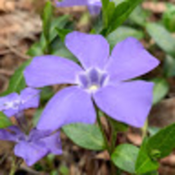 Alanson Ricca - Poshmark Profile Picture of Alanson Ricca (@alanson_ricca) on Poshmark