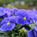 Profile Picture of Vincent Sun (@bm2cju) on Flickr