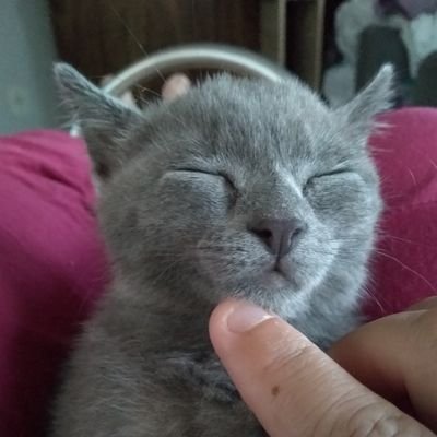 Profile Picture of Michele Cristina Lando Rogalski (@LandoCristina) on Twitter