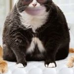 Profile Picture of John Pettibone (@pettibonejohn) on Instagram