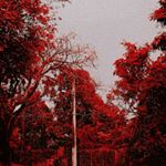 Profile Picture of Jonathan Dantas 🌹 (@jonathan_dantas_chaves) on Instagram