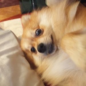 Profile Picture of Brian Hsieh (@tibbtastic) on Twitter