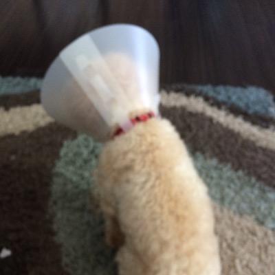 Profile Picture of Maegan Michalak (@MCalIWas) on Twitter