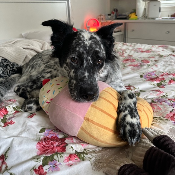 Profile Picture of Peter Piper (@katiehhhekskzks) on Poshmark